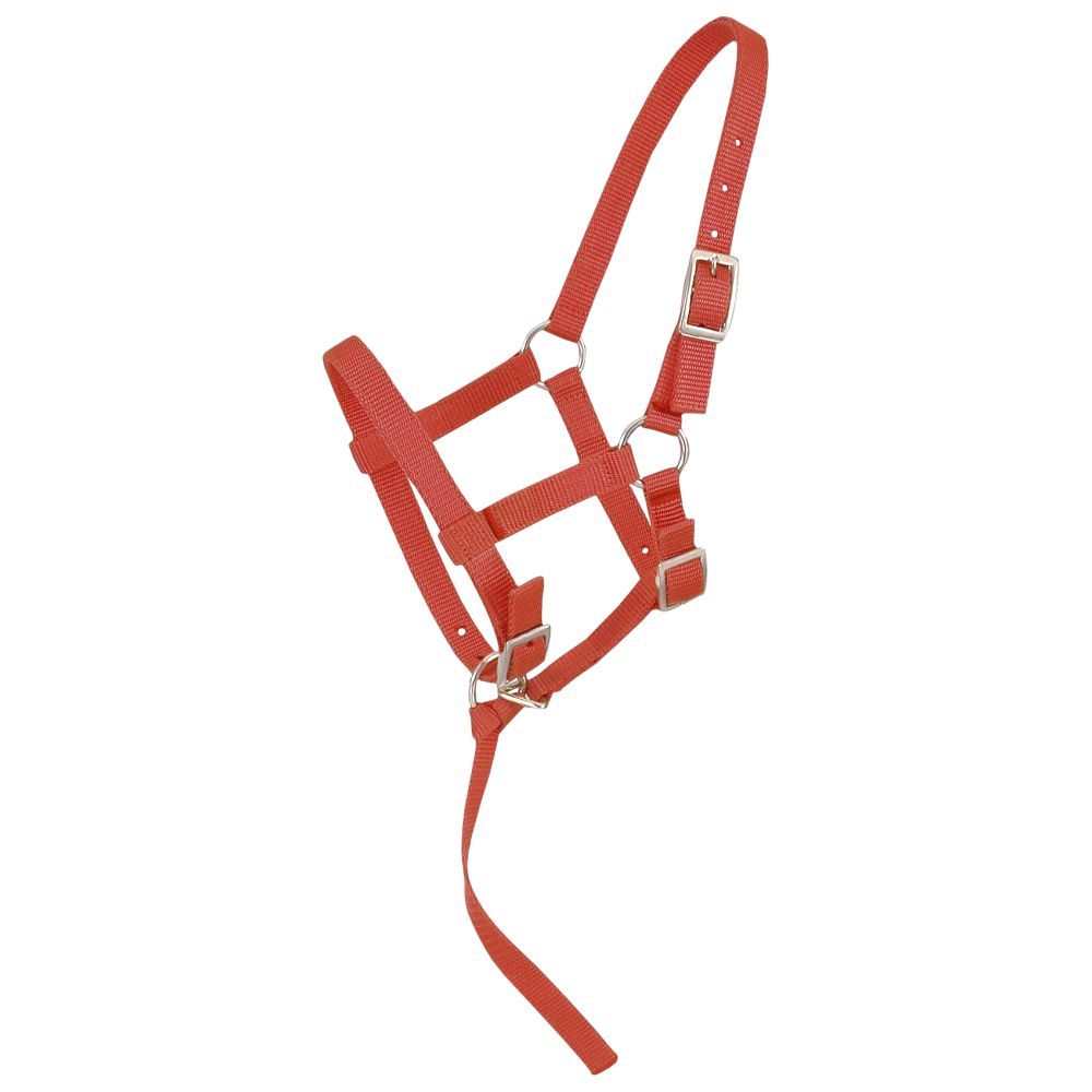 Weanling/Foal Halter