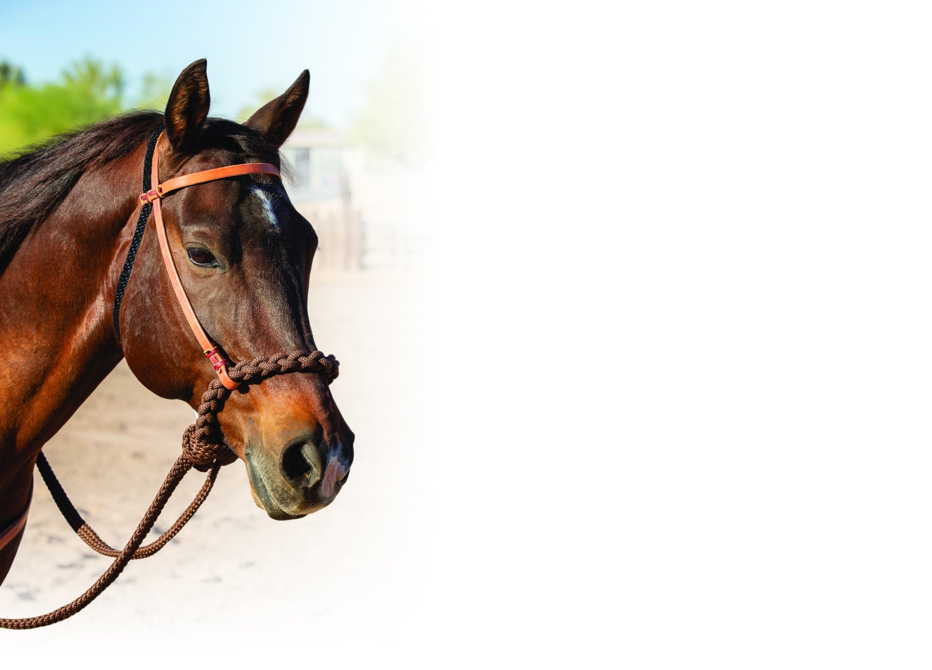 Loping Hackamore