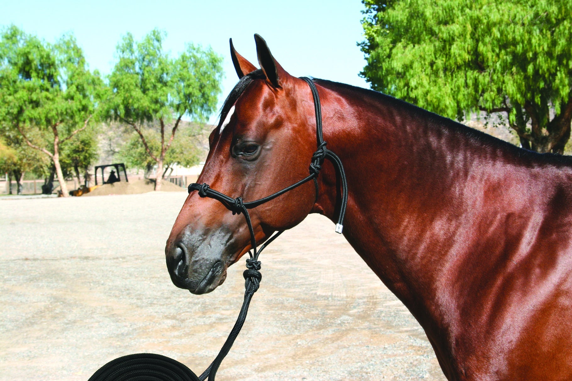 Clinician Halter 15' Lead