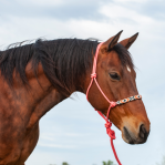 Beaded Nose Rope Halter  W/ 9' Lead
