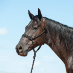 Flat Braid Halter W/9'Lead