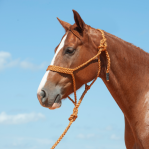 Flat Braid Halter W/9'Lead