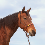 Beaded Nose Rope Halter  W/ 9' Lead